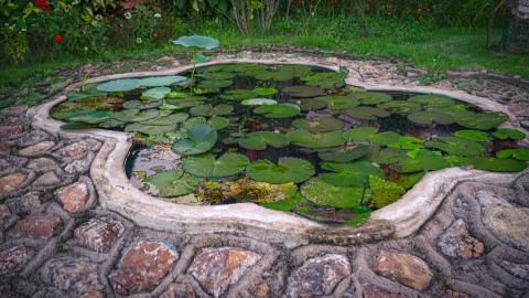 Peace Blossoms on Still Waters.